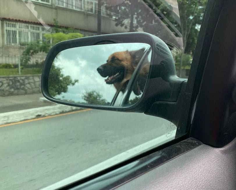 Foto do cachorro do Oséias, Jim Gordon, com a cabeça para fora da Janela do Banco de trás. O Cachorro foi enquadrado no retrovisor do carro, mostrando a visão de quem dirige.